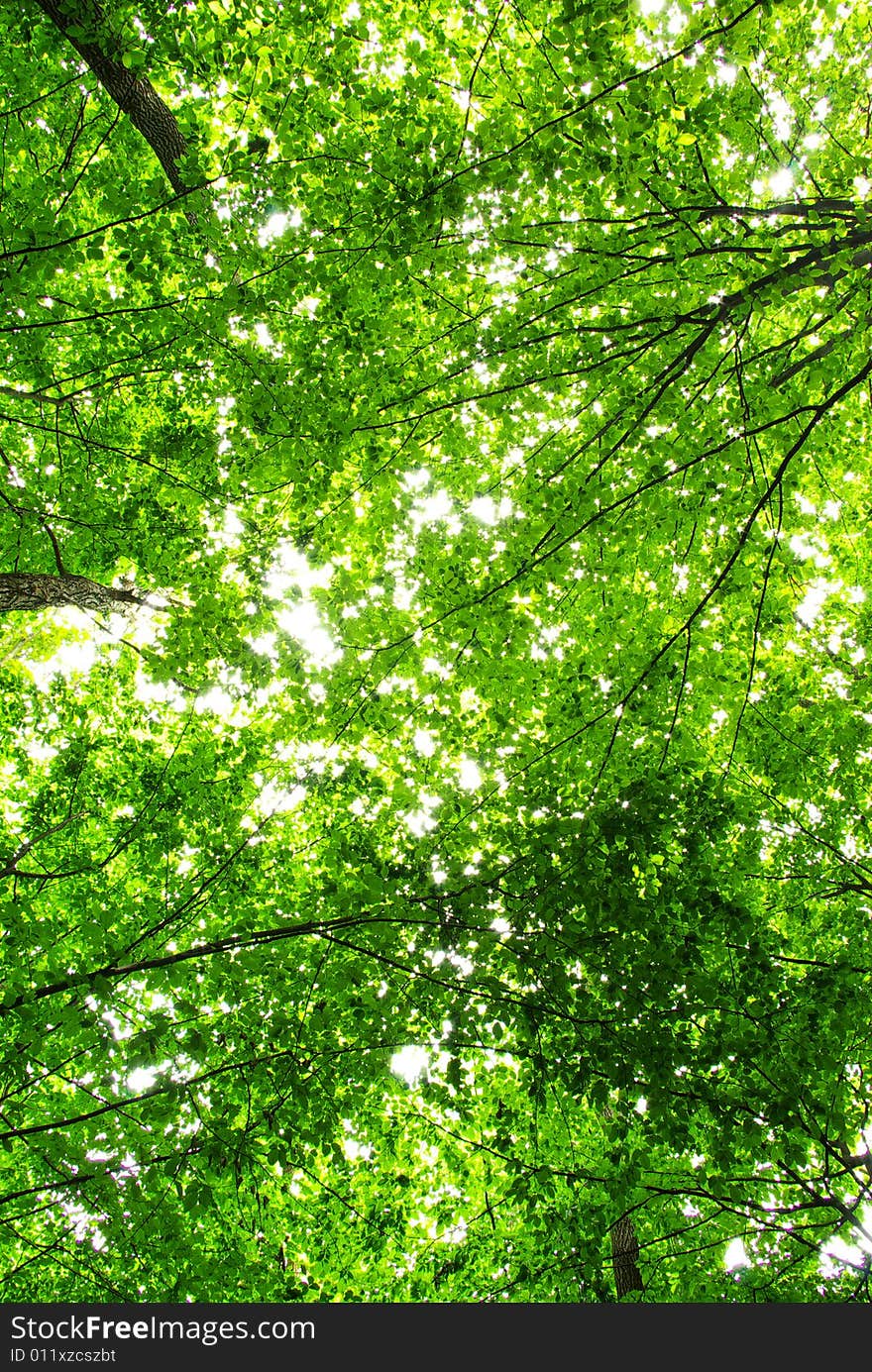 Green leaves background in sunny day