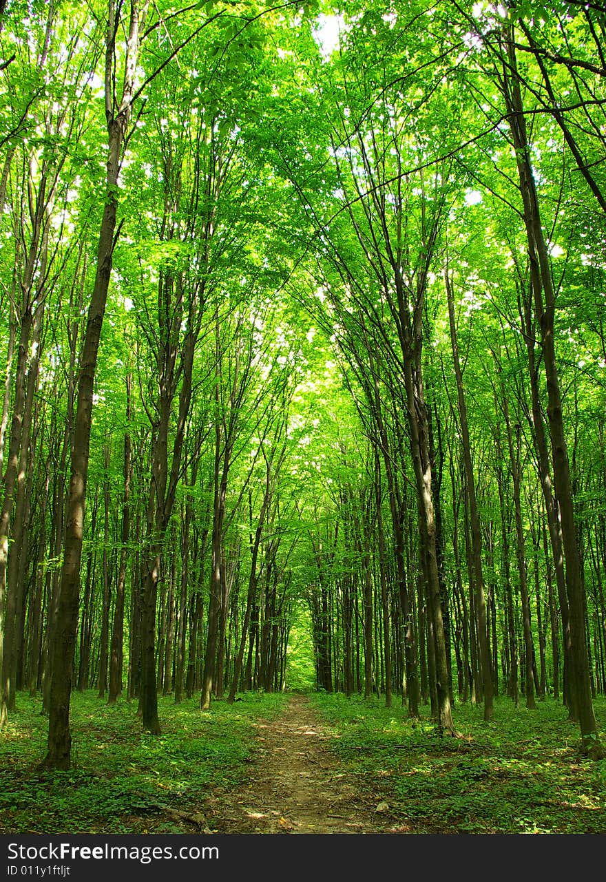 A path is in the green forest