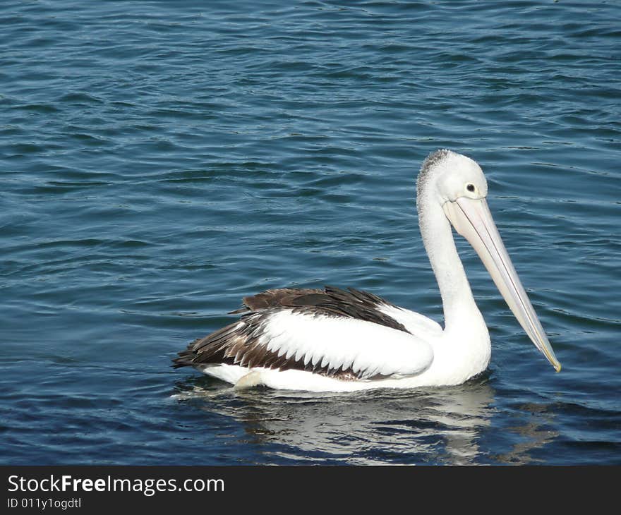 Australian Pelican swimming near the shore where people had been fishing hoping to find some scraps to eat. It had a partner with it. Australian Pelican swimming near the shore where people had been fishing hoping to find some scraps to eat. It had a partner with it.