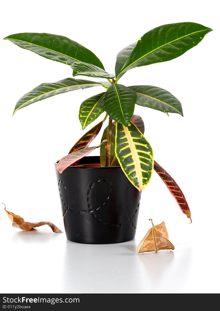 Isolated image on a wite backgound in studio plant. Isolated image on a wite backgound in studio plant.