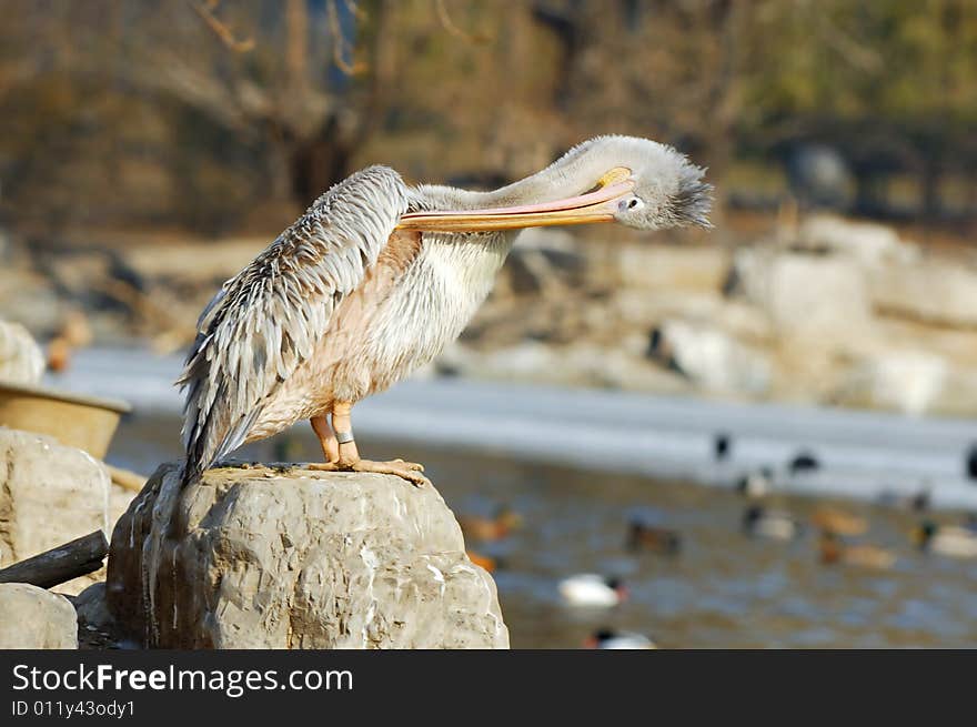 Pelican