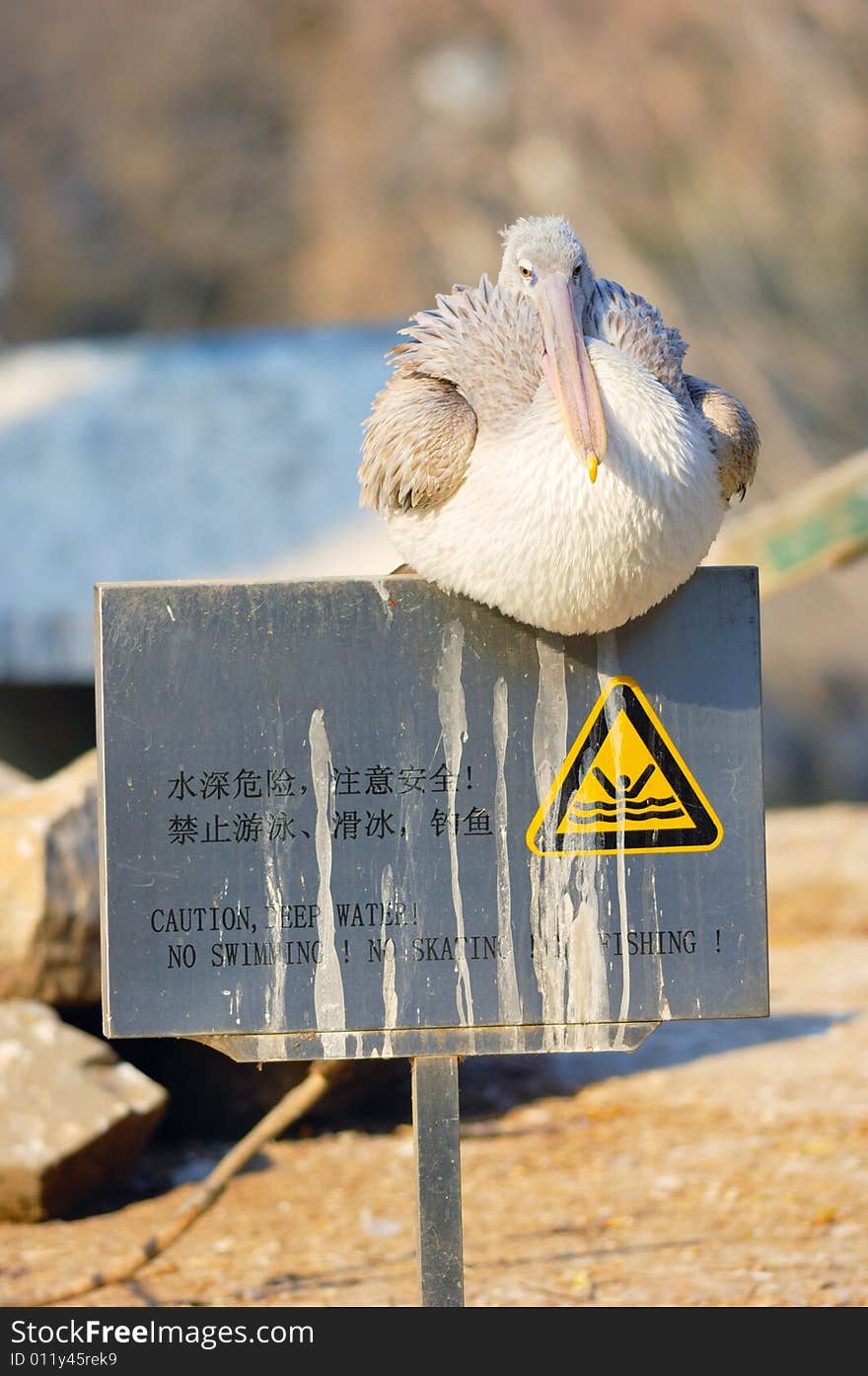 A pelican resting on the caution signboard. A pelican resting on the caution signboard.