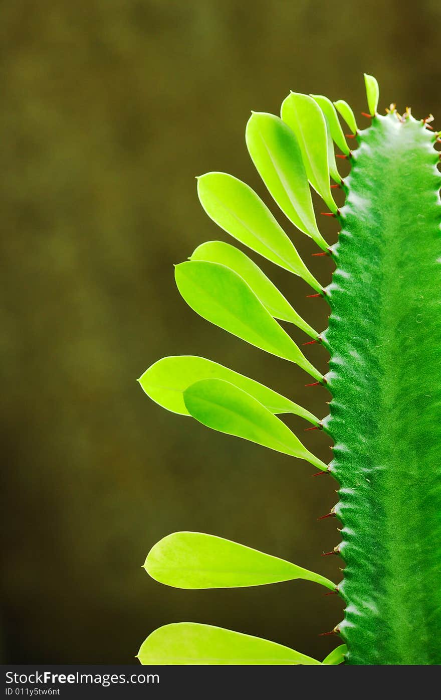 Close up shooting to cactus spikes and leaves