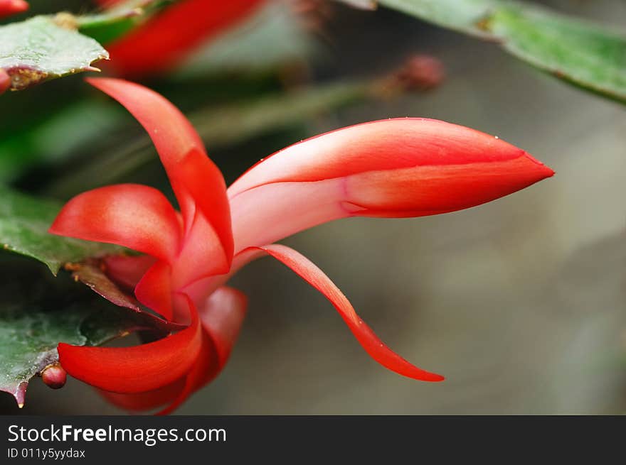 Red cactus flower