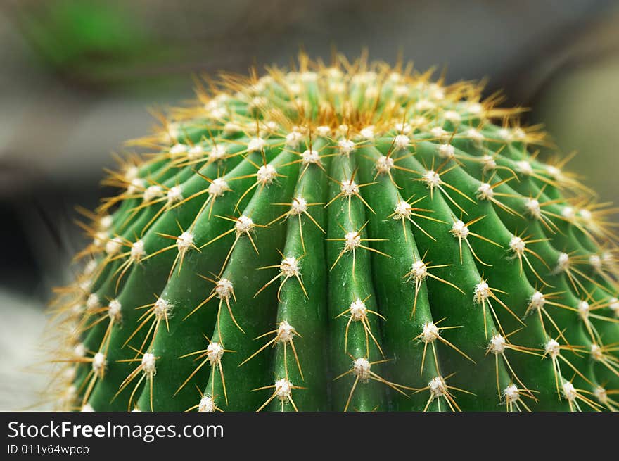 Close up of the surface of cactus