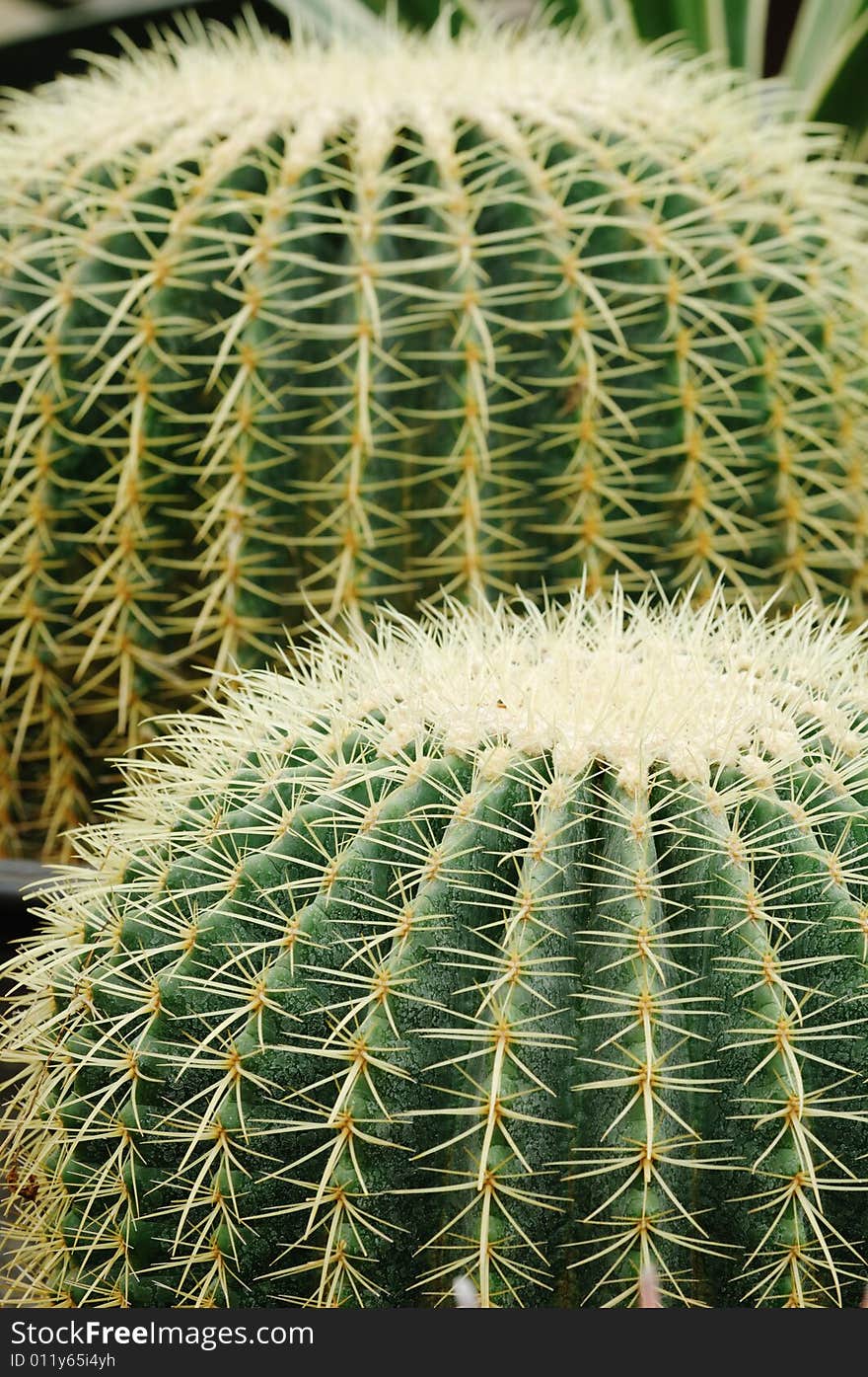 Close up of the surface of two cactus