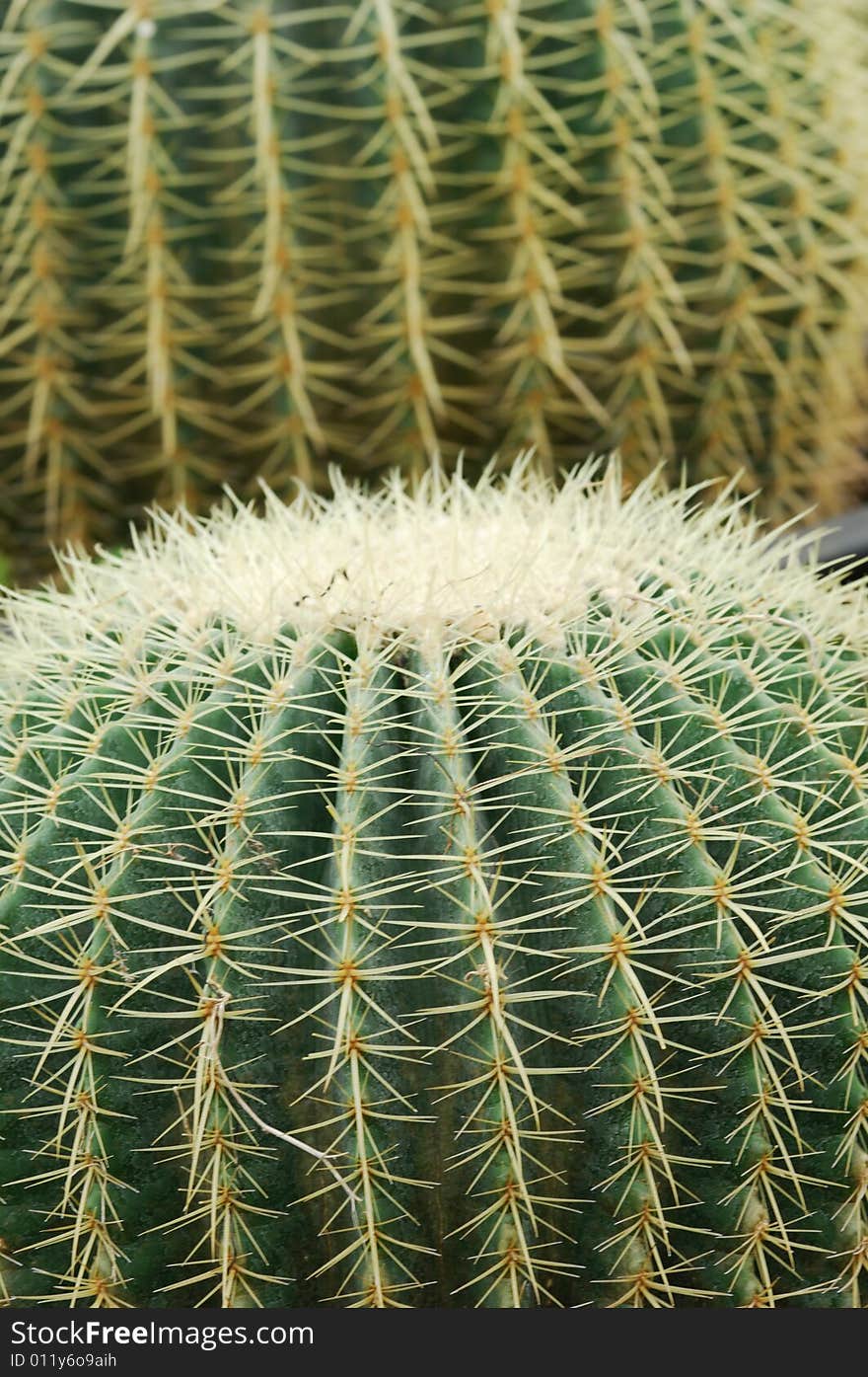 Close up of the surface of two cactus