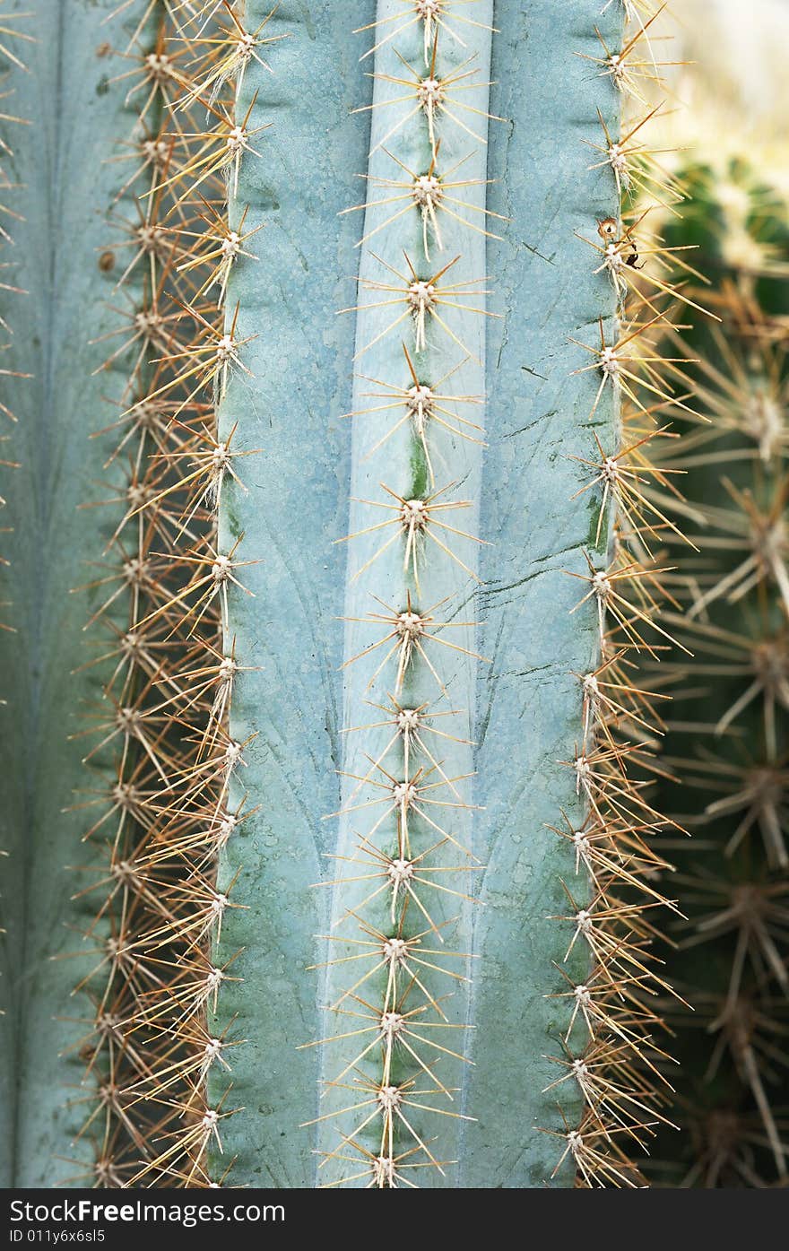 The close up shoot to details of cacti