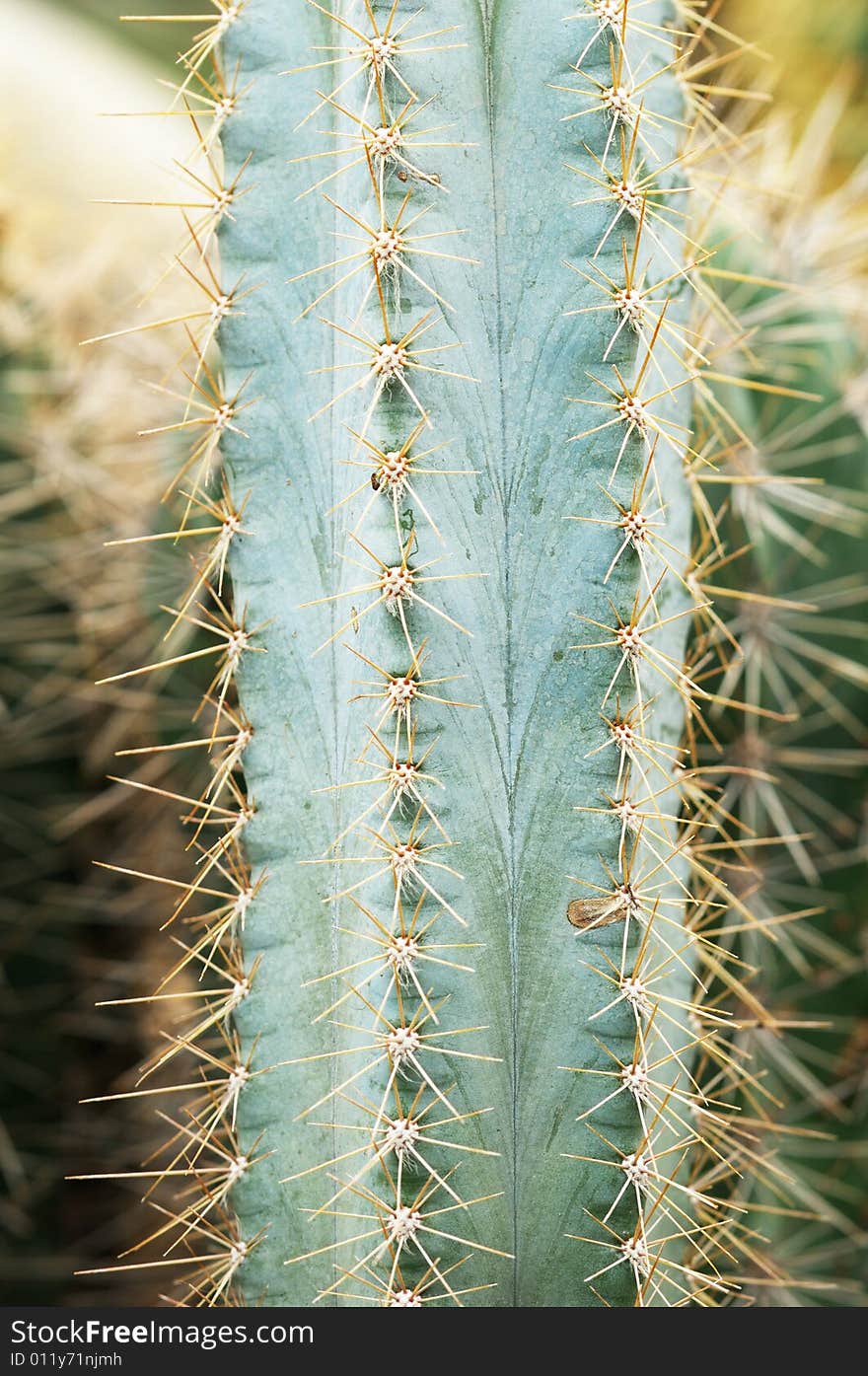 The close up shoot to details of cacti