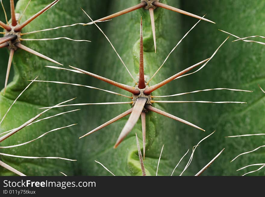 Close up of the surface and needle of cactus. Close up of the surface and needle of cactus