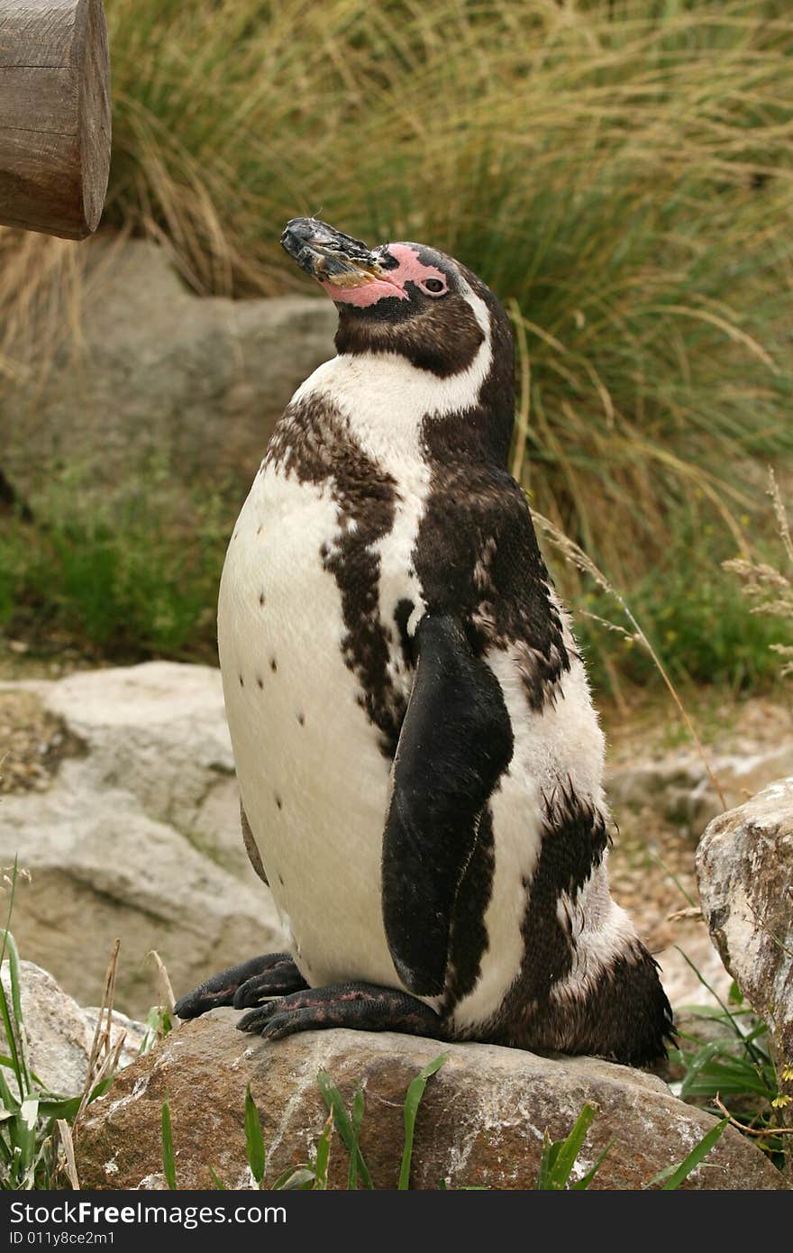 Humboldt penguin