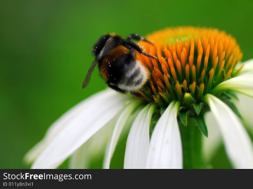 Close up of working bee. Close up of working bee