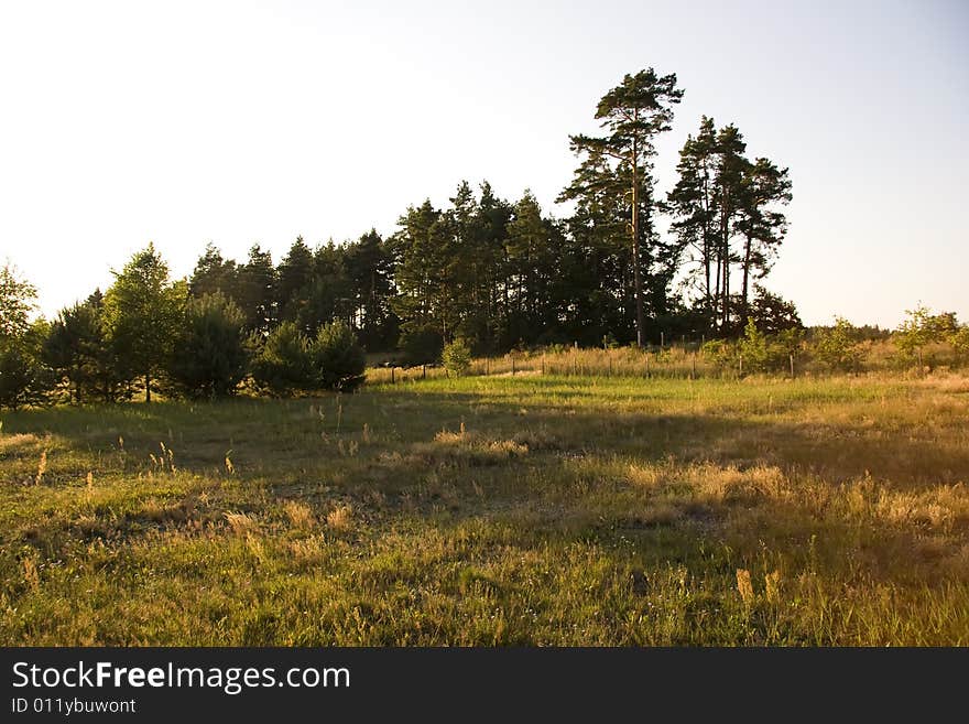 Sunset forest landscape