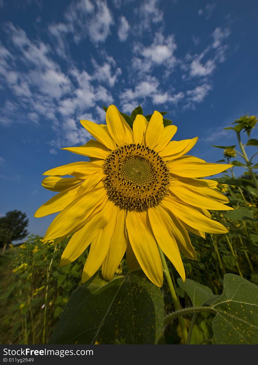 Sunflower