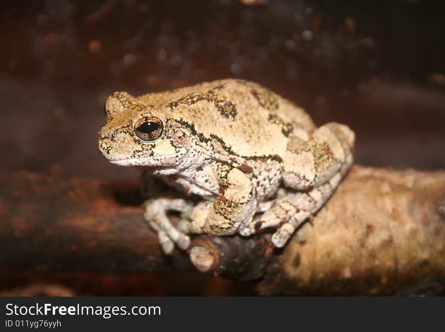 Gray Tree Frog