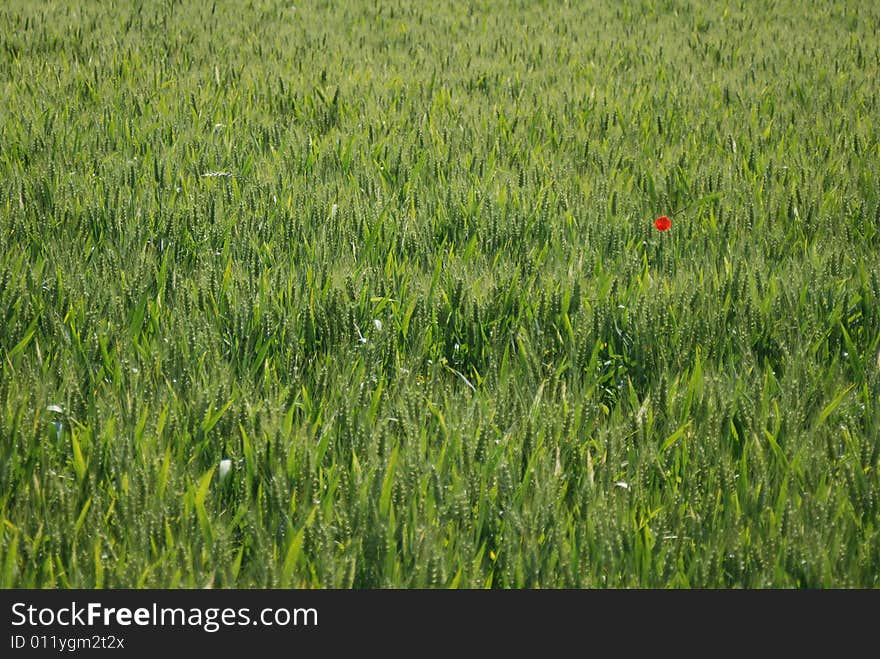 Field of wheat with poppy