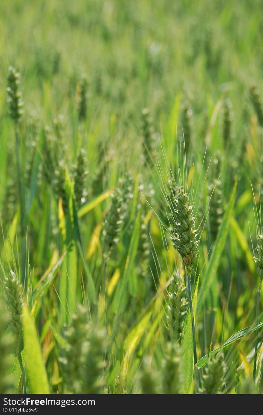 Field of wheat