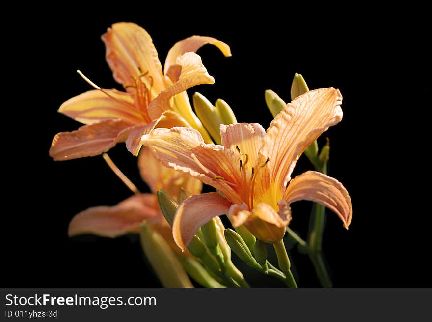 Tiger lily lighting with sun on black