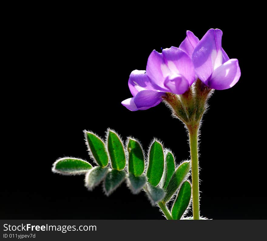 Close up of a fabaceous flower in black background.