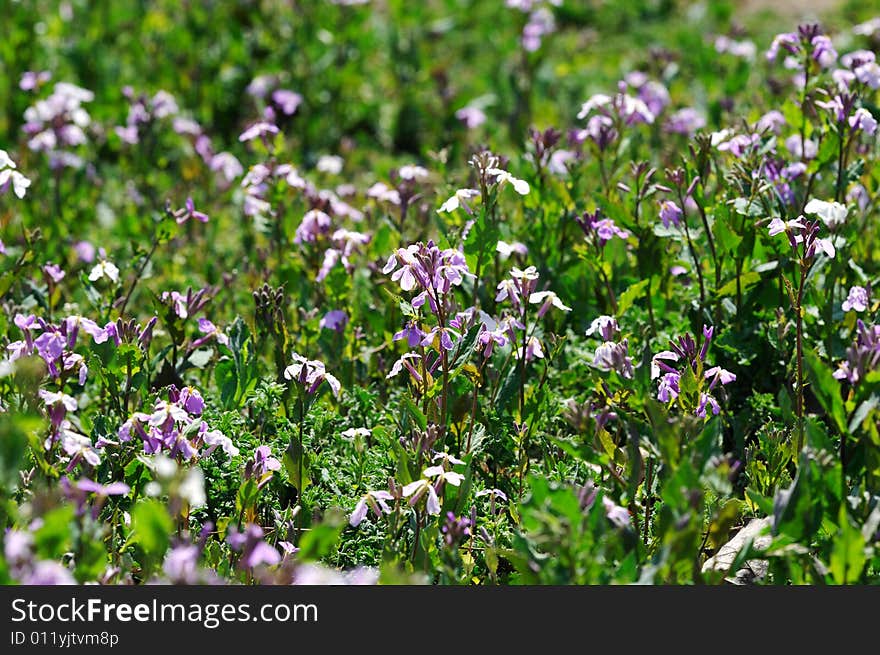 Flower field in the spring, beijing faubourg。