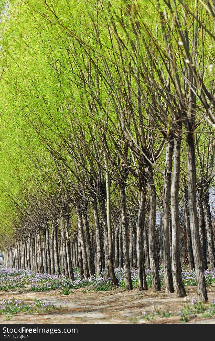 Array of green hurst in the Spring