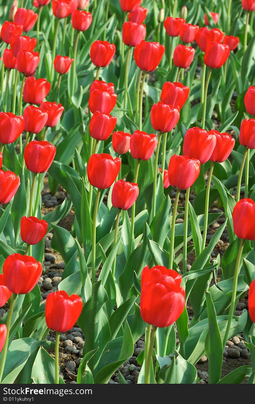 Red tulip field in the park