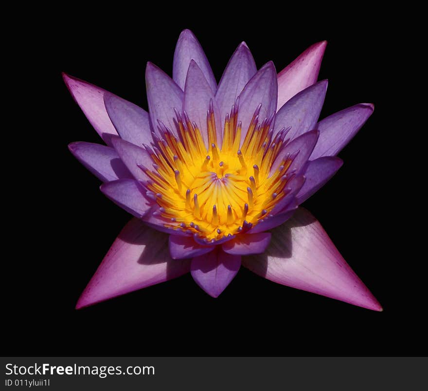 Waterlily isolated on black background. Waterlily isolated on black background