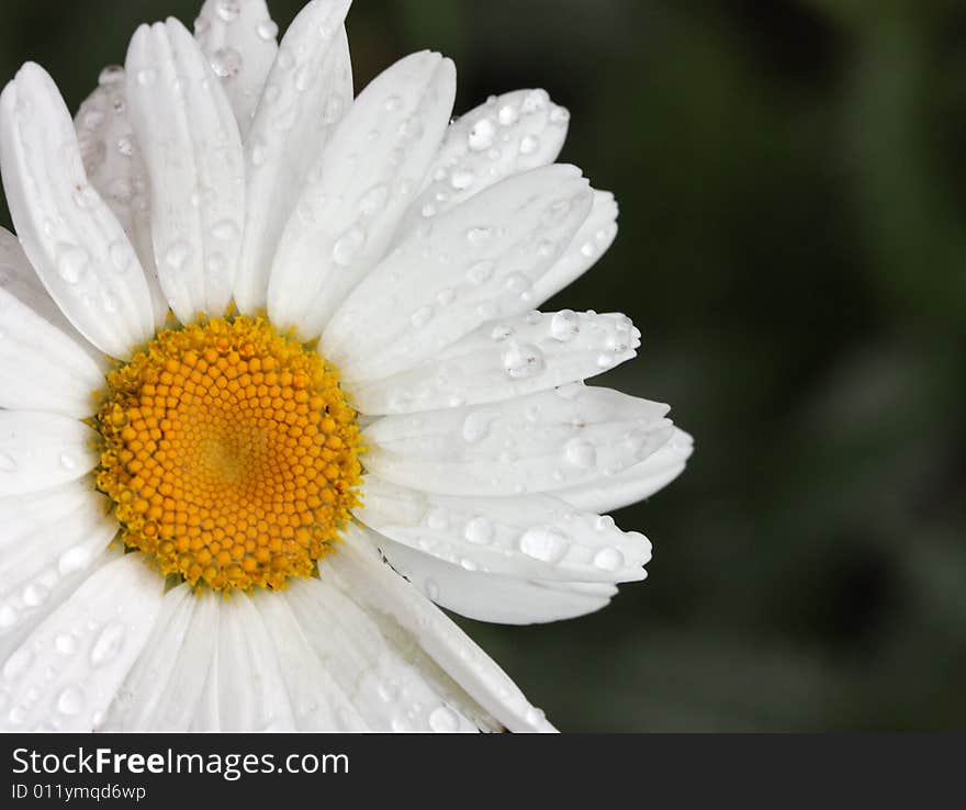 Beautiful flower on a natural green background