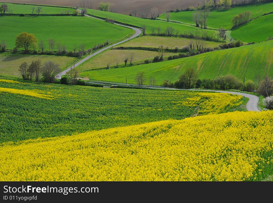 Rape field and Lauragais road,near Toulouse, France