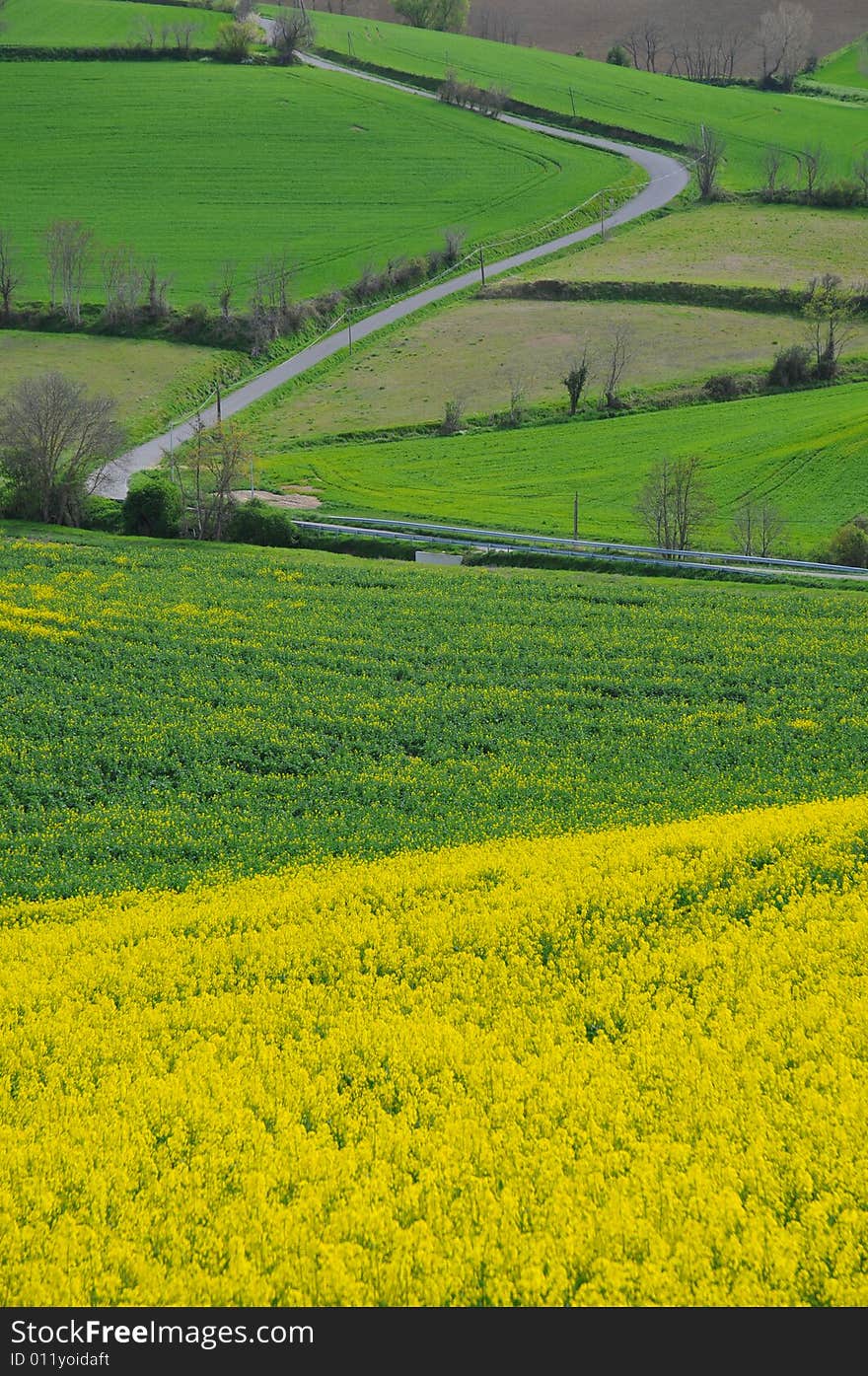 Rape Fields