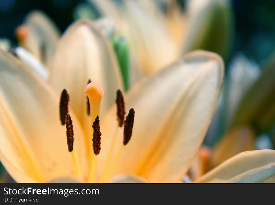 Tender lily, yellow transparent petals