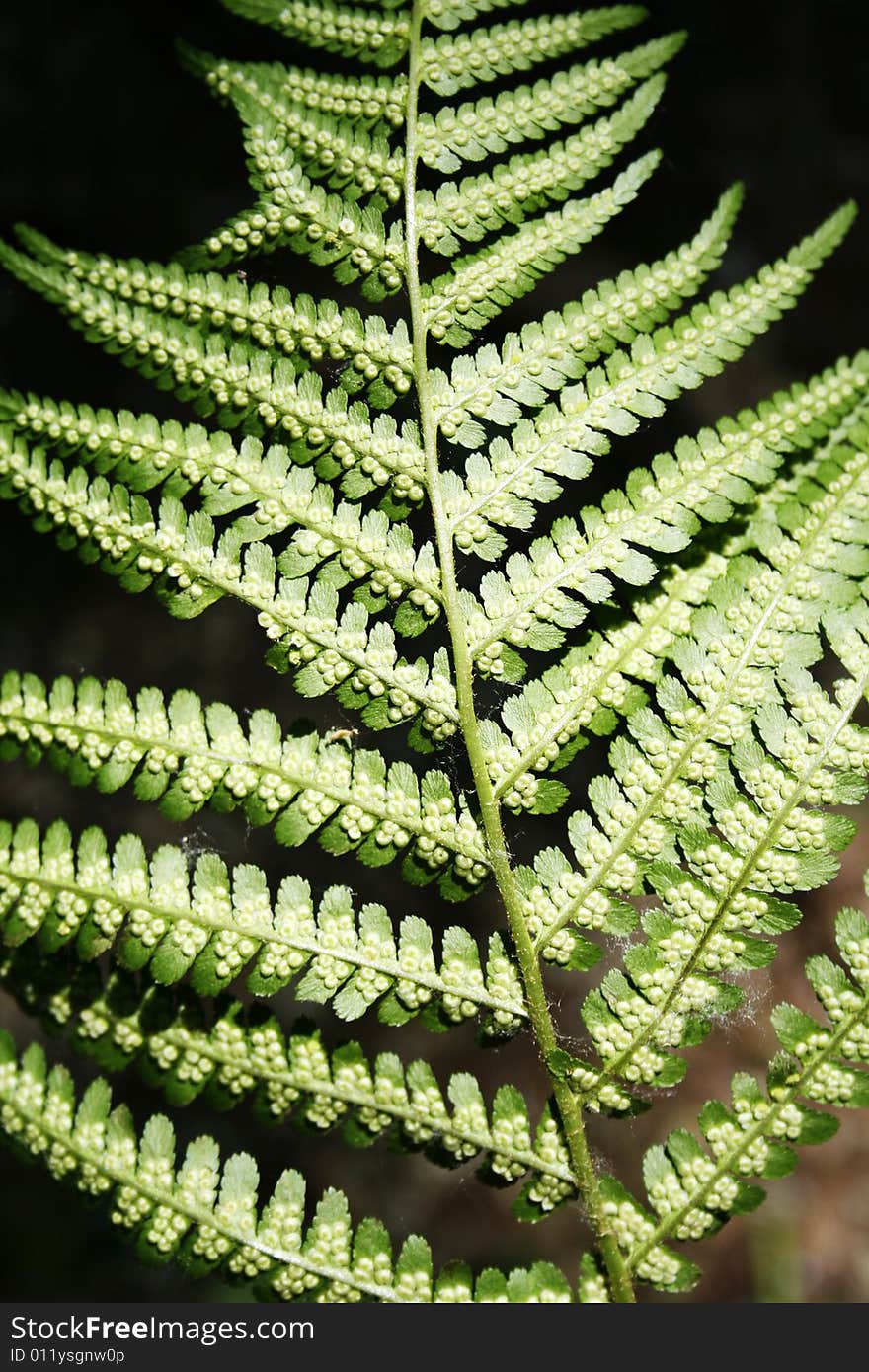 Plant of the wild fern