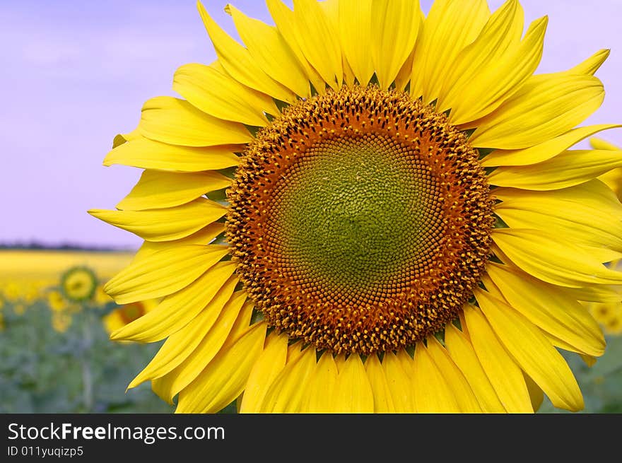 Sunflowers on the light-blue sky