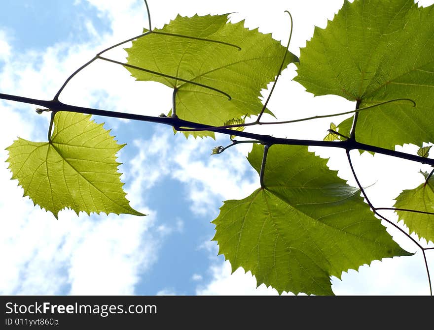 Grape vine on the  light-blue sky