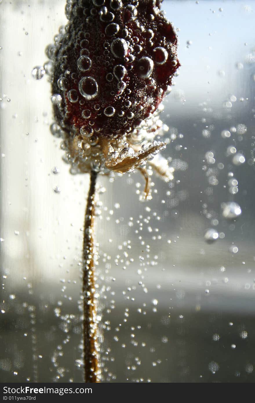 Dried up bud of rose under water in bubbles on an light background