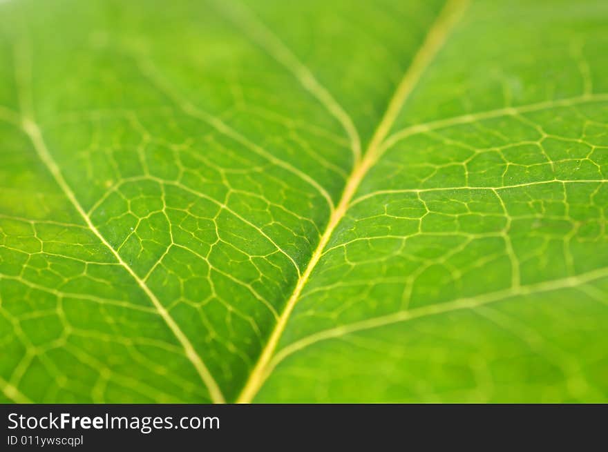 Close-up of a bright green leaf.