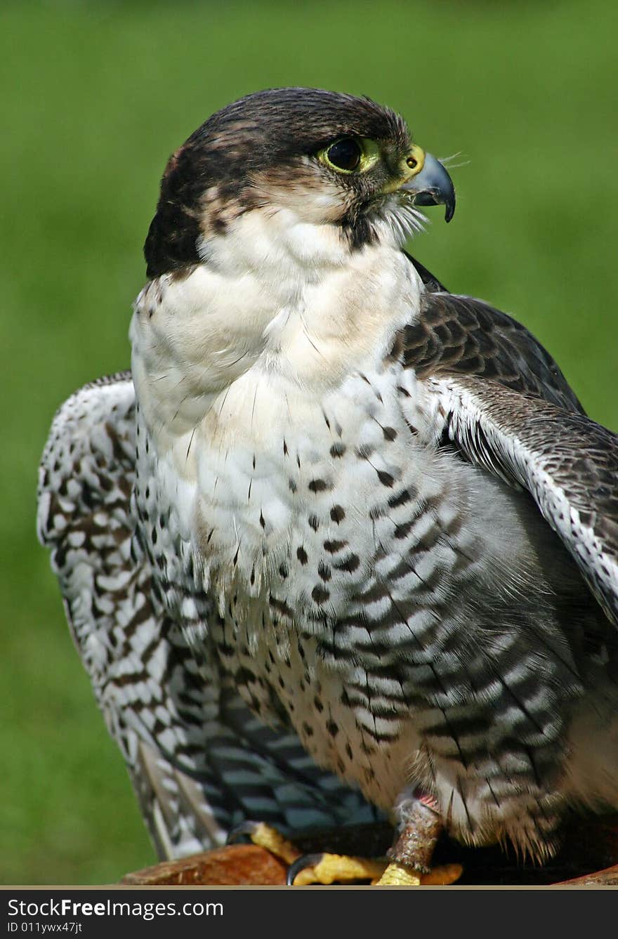 Fierce Peregrine falcon on display. Fierce Peregrine falcon on display