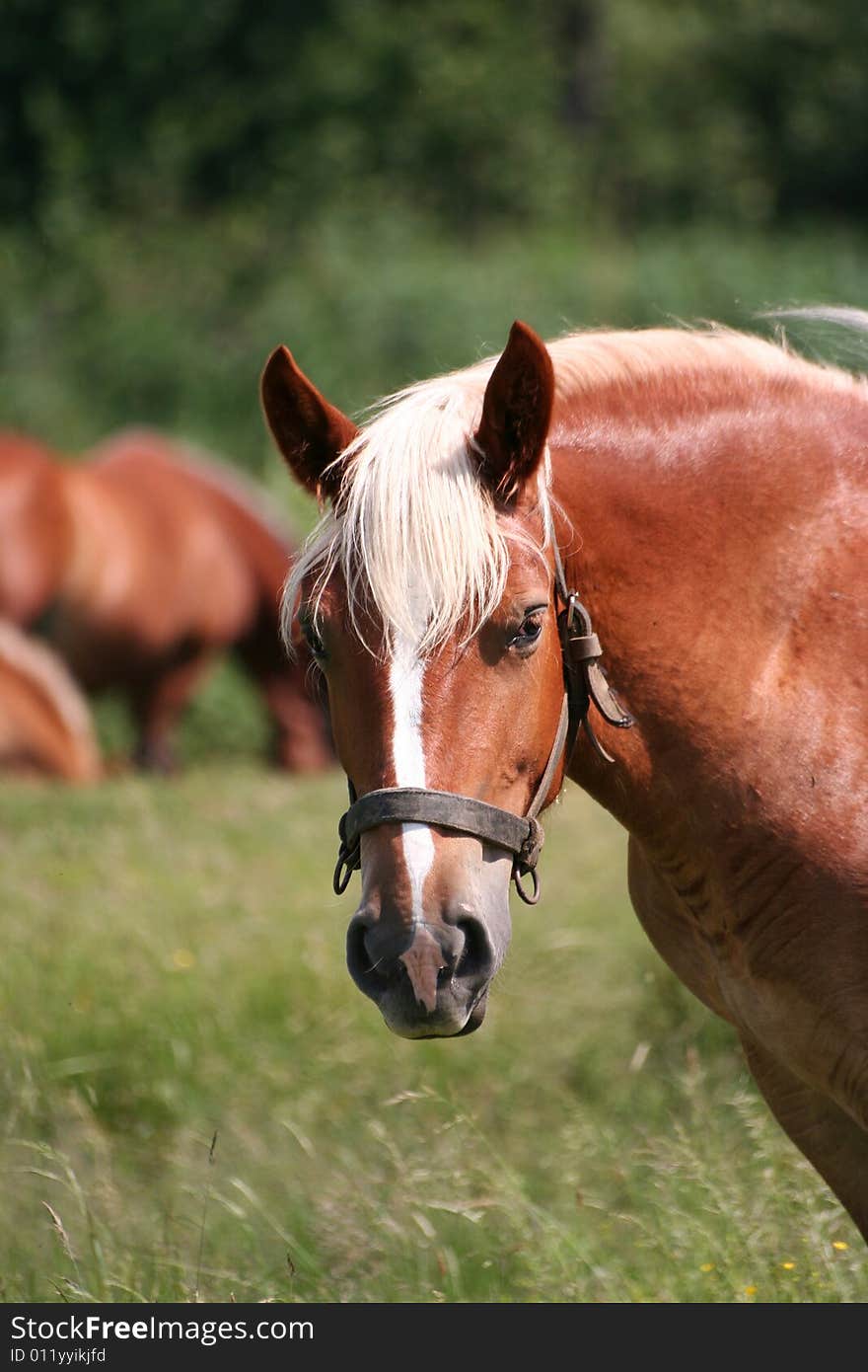 Portrait of a lovely brown horse on pasture. Portrait of a lovely brown horse on pasture