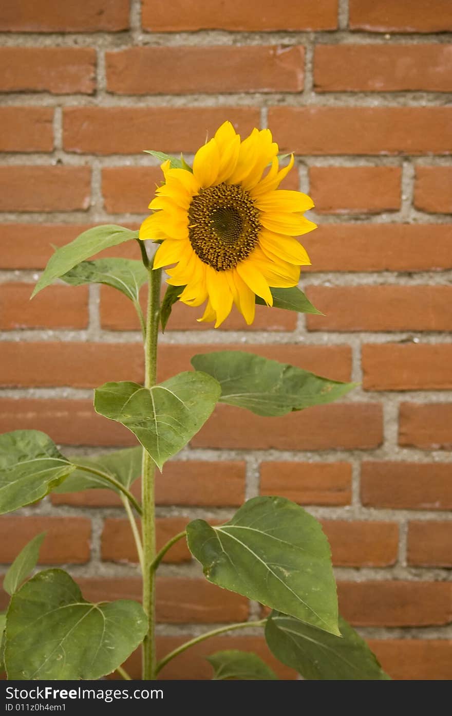 Single sunflower with red brick wall background