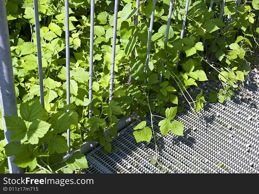 Rampantly foliage plants and leaf tendrils conquers the fence, that was placed over the wet footpath in a natural reservation. Rampantly foliage plants and leaf tendrils conquers the fence, that was placed over the wet footpath in a natural reservation