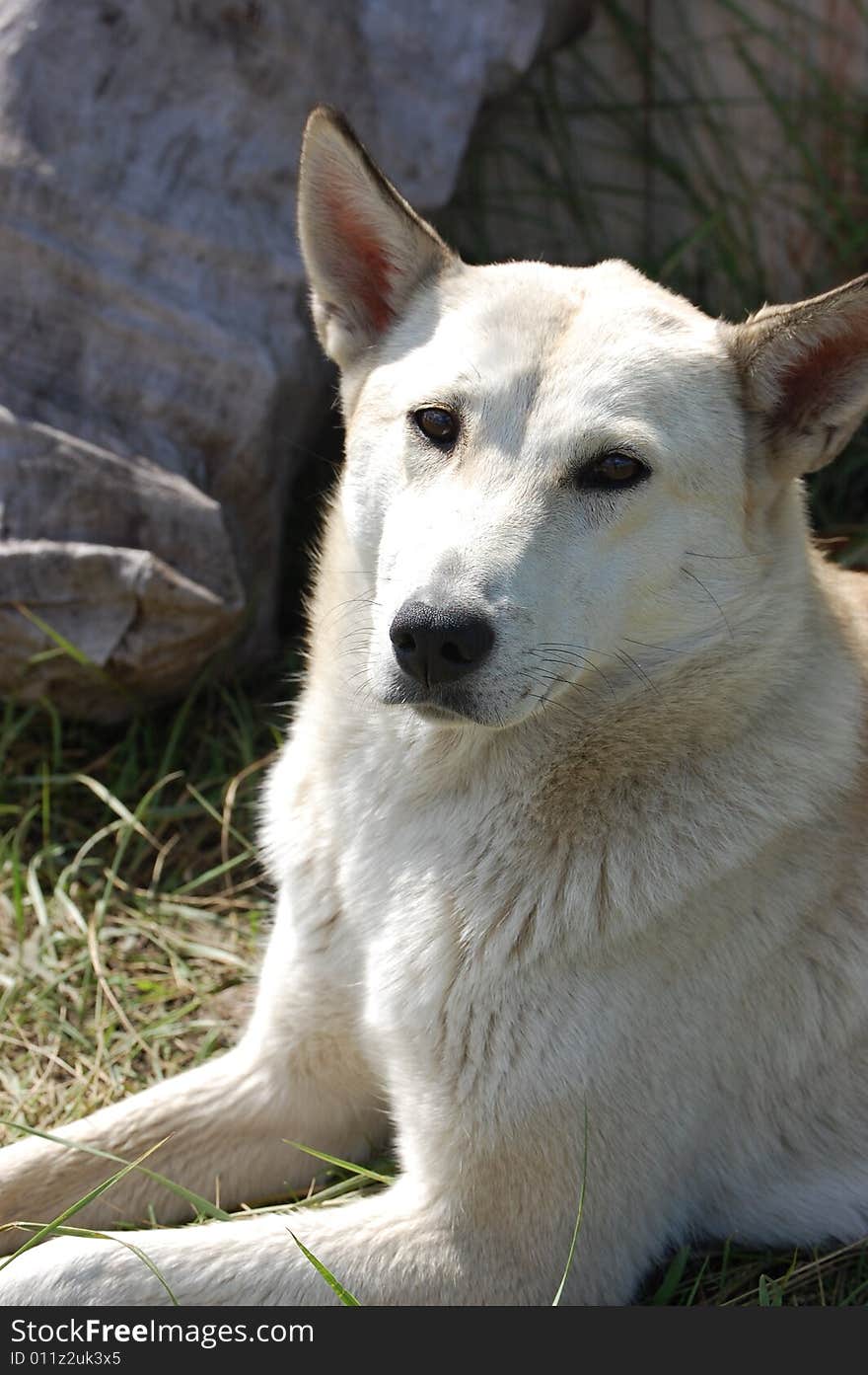 White dog. Republic of Tuva