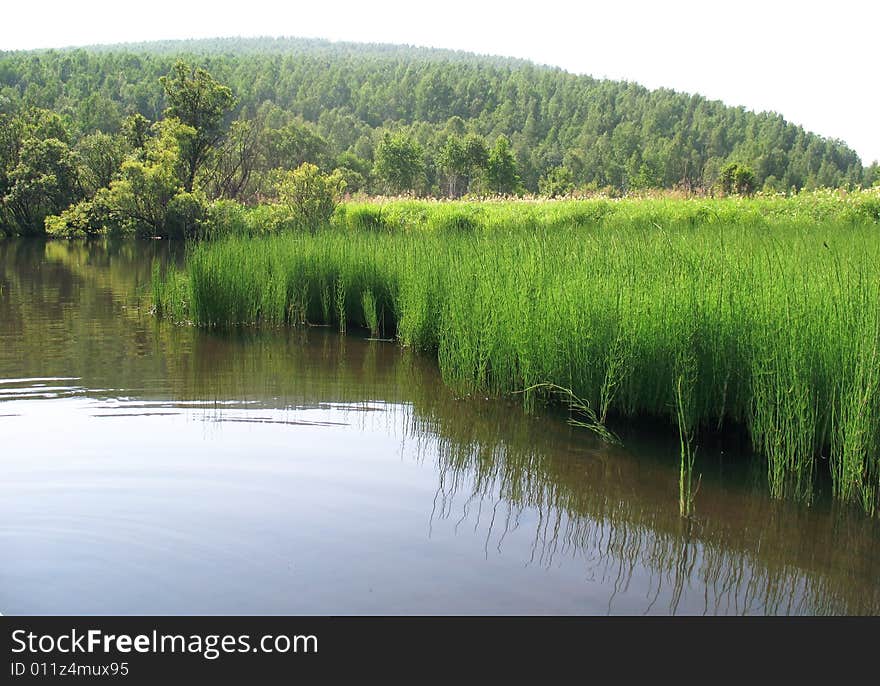 Huge horsetail (Equisetum palustre) Rains have caused flooding of coast of the river and have caused prompt growth of this plant