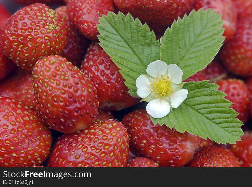 White flower, green sheet on a background of red wild strawberry.