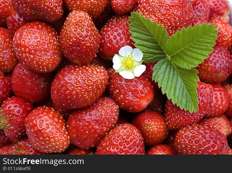 White flower, green sheet on a background of red wild strawberry.