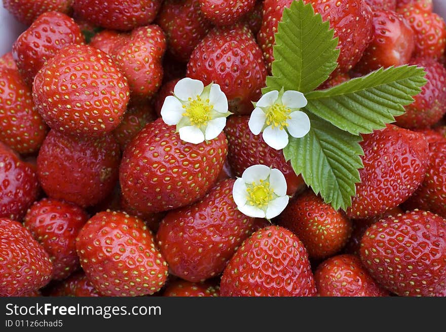 White flower, green sheet on a background of red wild strawberry.