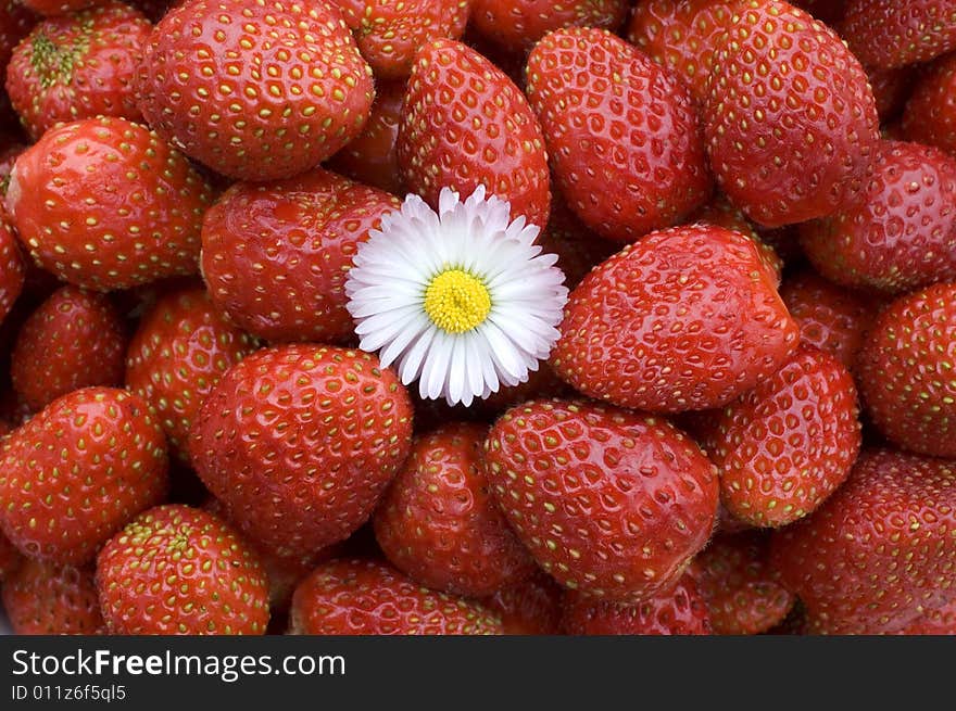 White flower on a background of red wild strawberry.