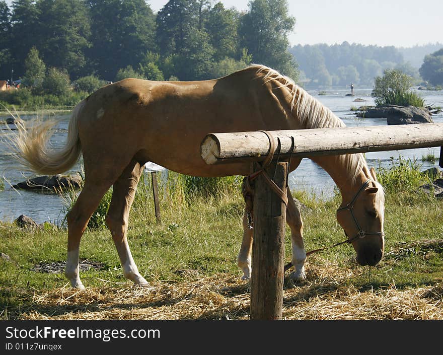 Horse grazes in meadow near river