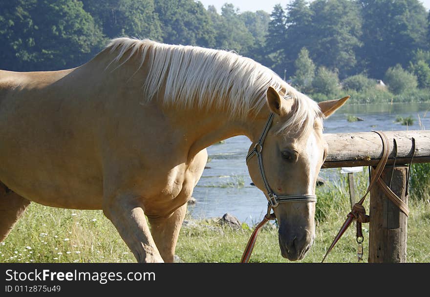 Horse grazes in meadow near river