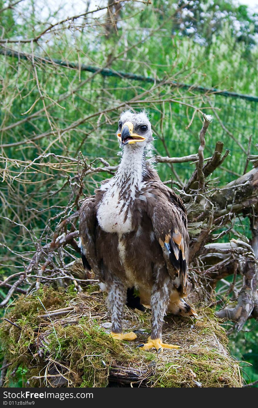 Young Eagle