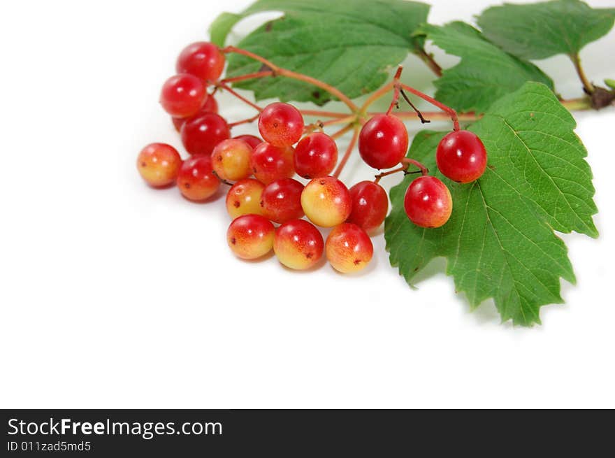 Red wild berries isolated on white. Red wild berries isolated on white